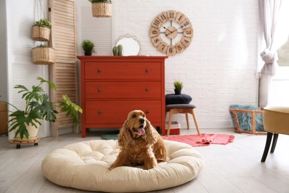 Safety First: Pet-Proofing the Room