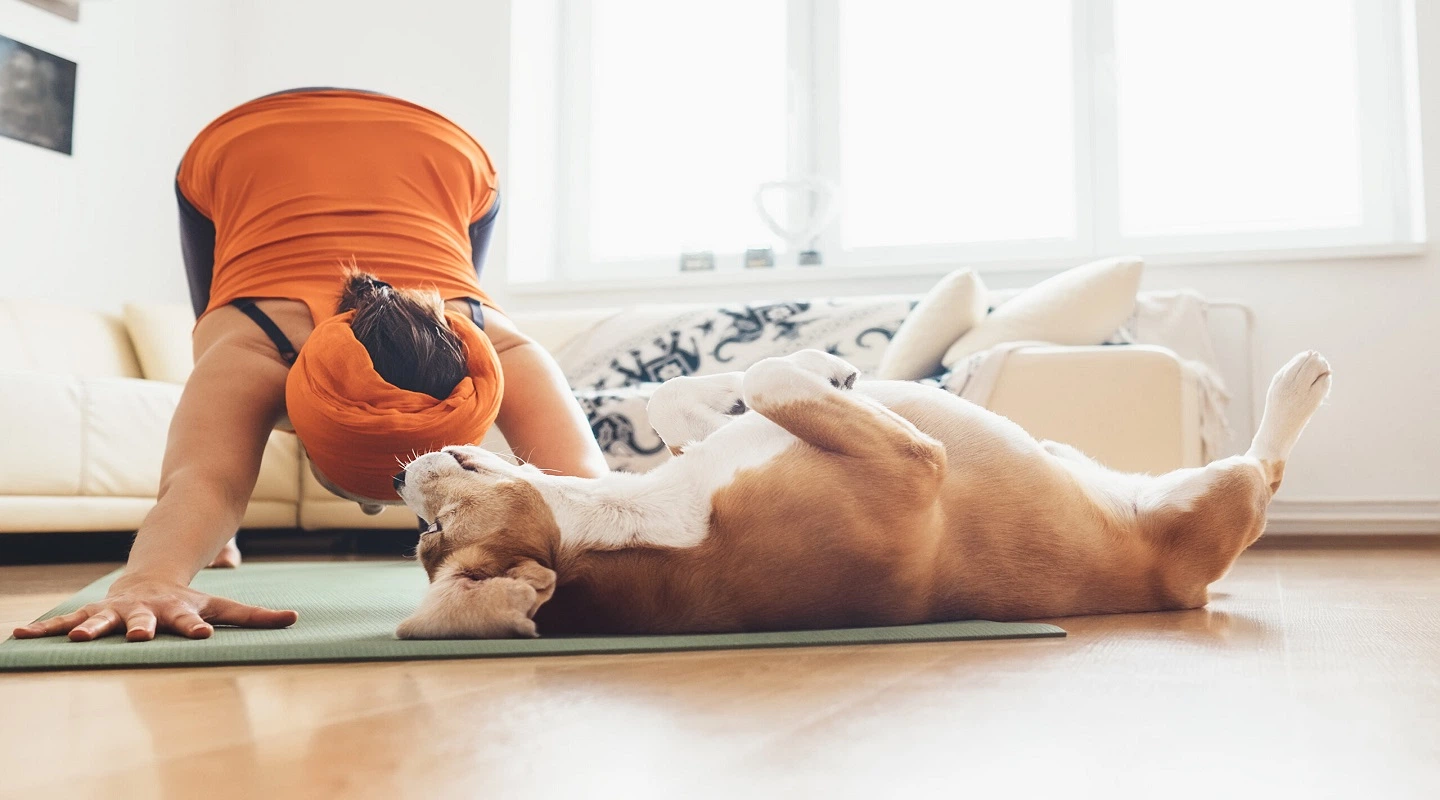 Designing a Pet-Friendly Room: Creating a Space for You and Your Furry Friend