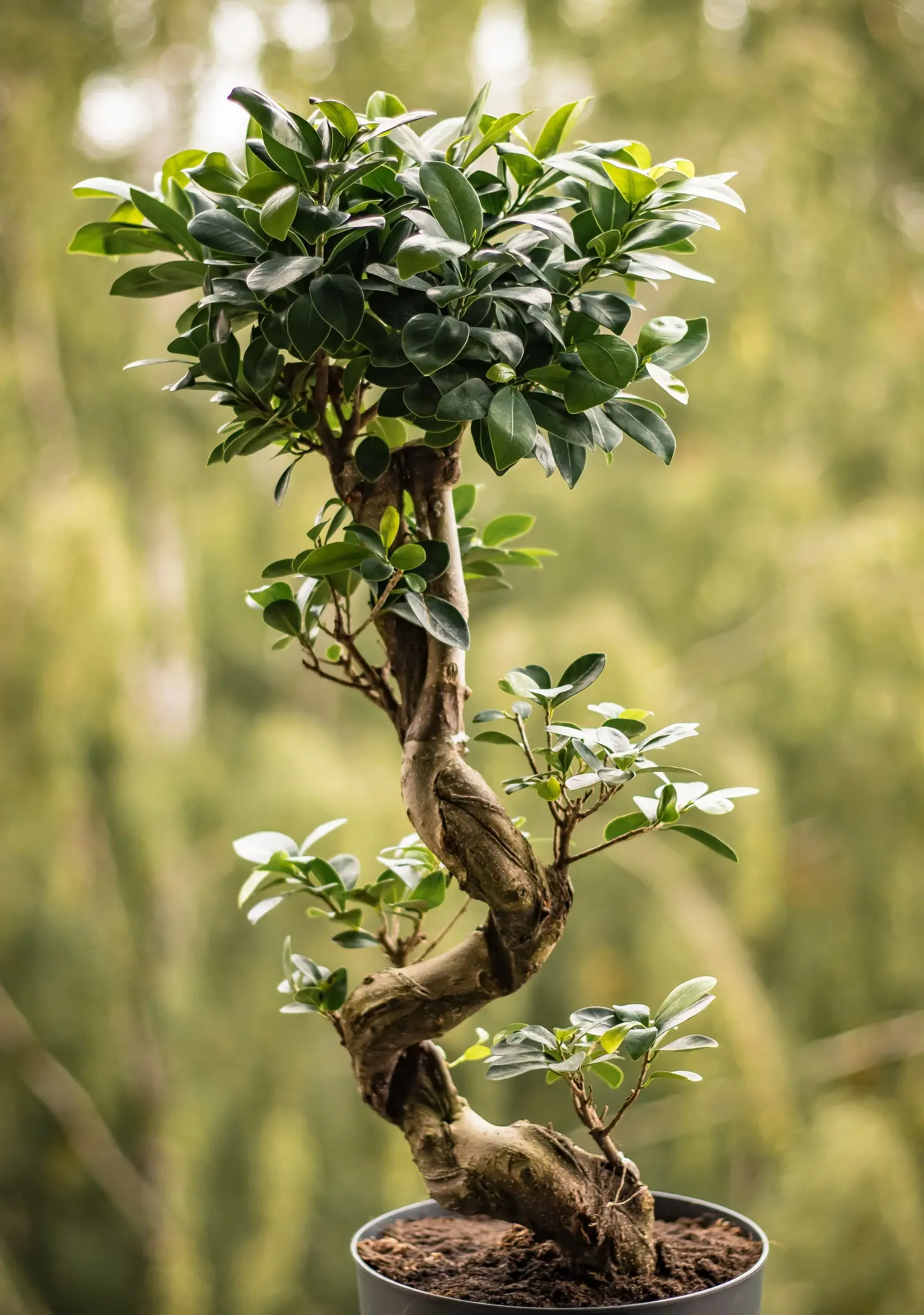 1. Ficus Bonsai