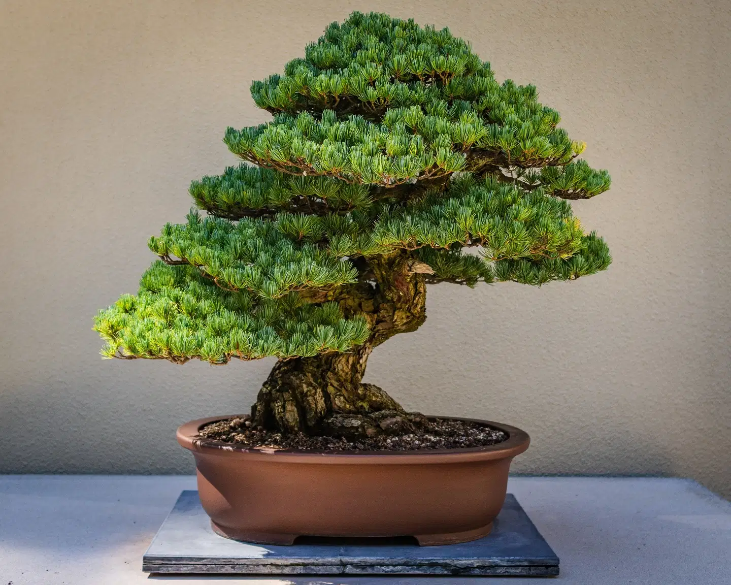 Best Bonsai Trees for Beginners: A Green Start to Your Bonsai Journey