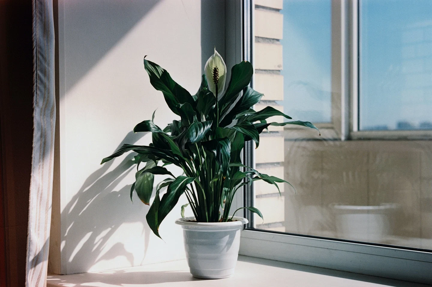 Number 4: Peace Lily (Spathiphyllum Wallisii)