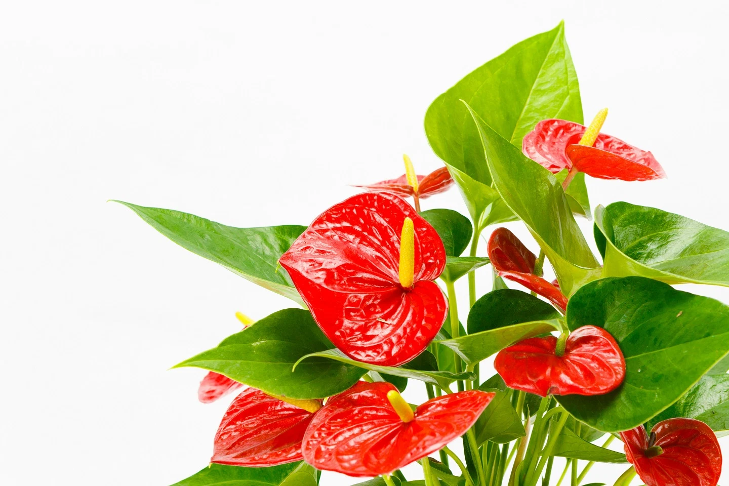 Top 10 Indoor Flowering House Plants: Best Flowers for Living Room
