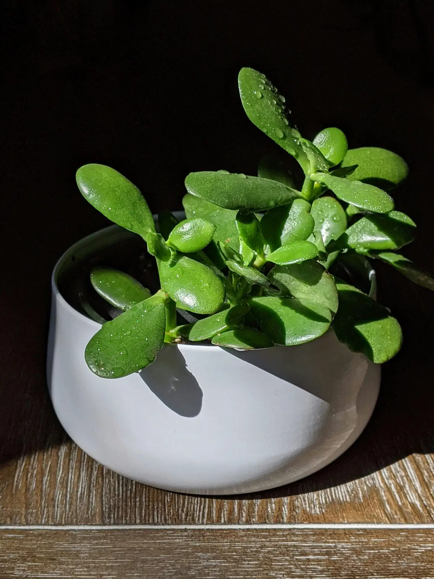 Number 10: Jade Plant (Crassula Ovata)